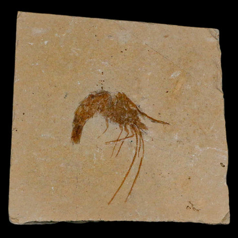 1.7" Fossil Shrimp Carpopenaeus Cretaceous Age 100 Mil Yrs Old Lebanon COA - Fossil Age Minerals