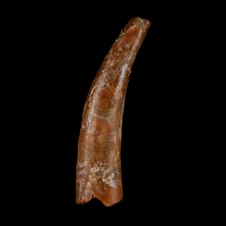 1" Ornithocheirid Pterosaur Fossil Tooth Lower Cretaceous Erihaz FM Niger Africa