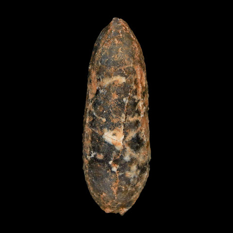 XL 2.3" Fossil Pine Cone Equicalastrobus Replaced By Agate Eocene Age Seeds Fruit - Fossil Age Minerals