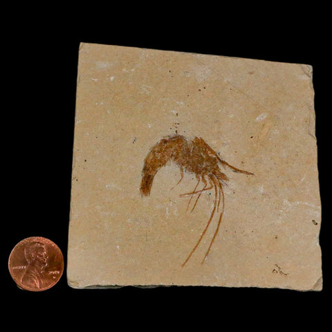 1.7" Fossil Shrimp Carpopenaeus Cretaceous Age 100 Mil Yrs Old Lebanon COA - Fossil Age Minerals