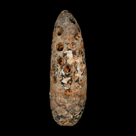 XXL 2.5" Fossil Pine Cone Equicalastrobus Replaced By Agate Eocene Age Seeds Fruit