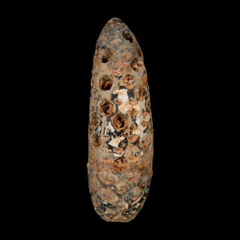 XXL 2.5" Fossil Pine Cone Equicalastrobus Replaced By Agate Eocene Age Seeds Fruit