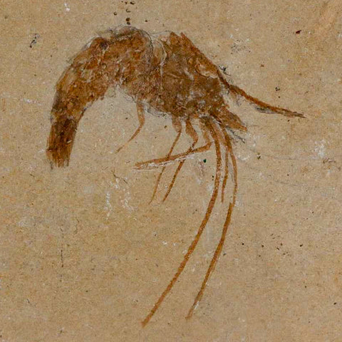 1.7" Fossil Shrimp Carpopenaeus Cretaceous Age 100 Mil Yrs Old Lebanon COA - Fossil Age Minerals