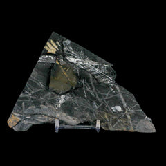 St Clair PA Fossil Plant Collection