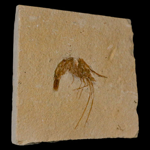 1.7" Fossil Shrimp Carpopenaeus Cretaceous Age 100 Mil Yrs Old Lebanon COA - Fossil Age Minerals