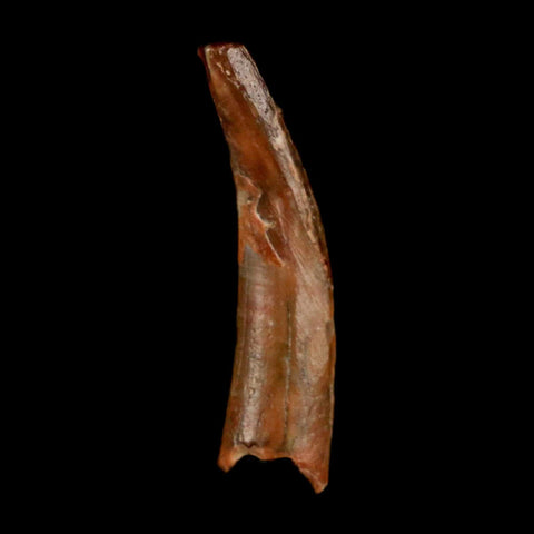 1" Ornithocheirid Pterosaur Fossil Tooth Lower Cretaceous Erihaz FM Niger Africa