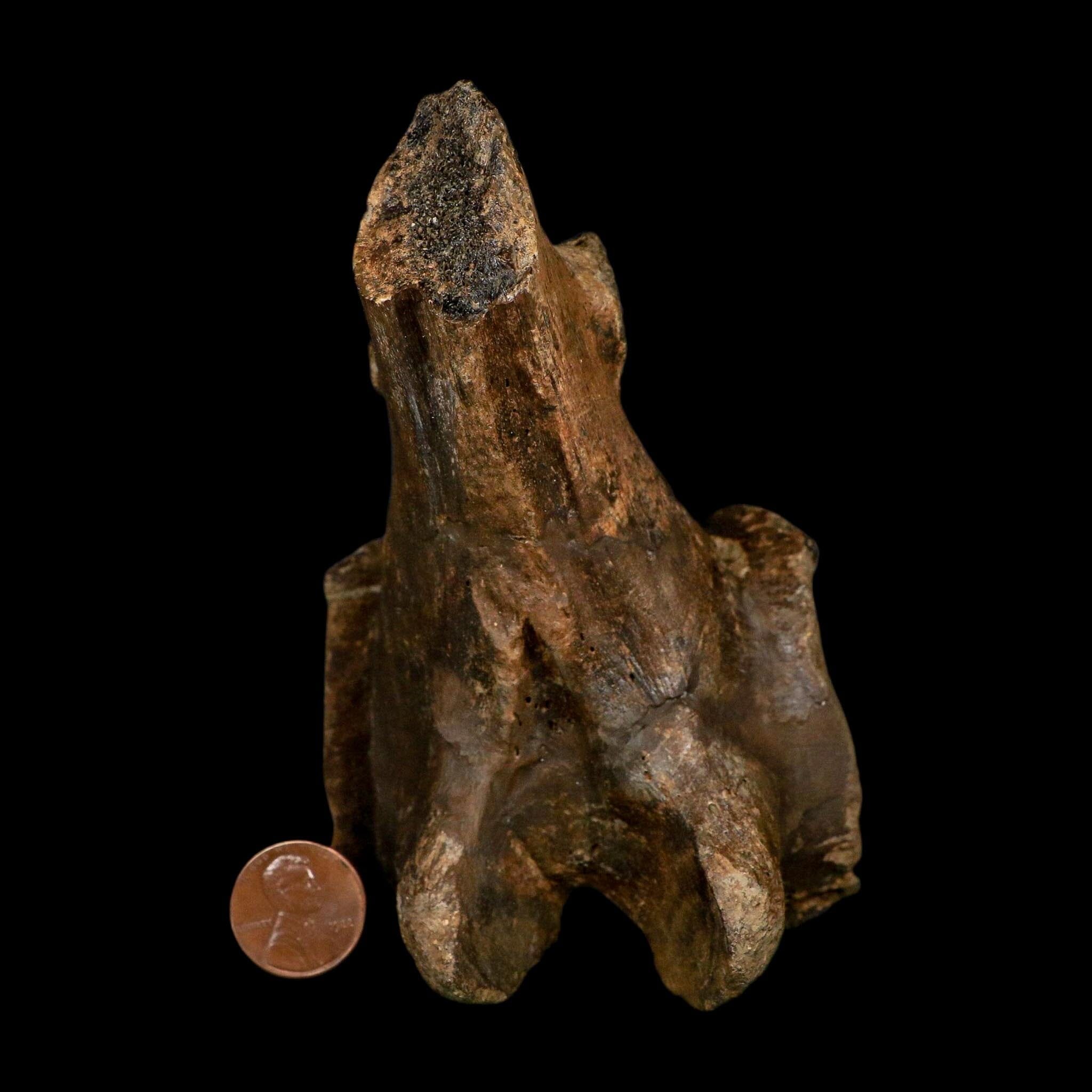 4.9" Brachylophosaurus Fossil Vertebrae Process Cretaceous Dinosaur Montana COA