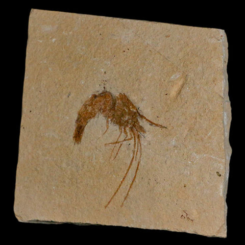 1.7" Fossil Shrimp Carpopenaeus Cretaceous Age 100 Mil Yrs Old Lebanon COA - Fossil Age Minerals