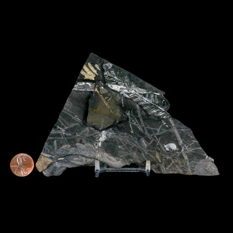 5.3" Alethopteris Fern Plant Leaf Fossil Carboniferous Age Llewellyn FM ST Clair, PA - Fossil Age Minerals