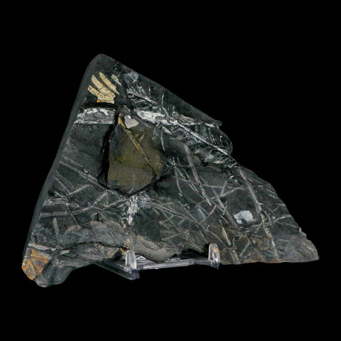 5.3" Alethopteris Fern Plant Leaf Fossil Carboniferous Age Llewellyn FM ST Clair, PA - Fossil Age Minerals