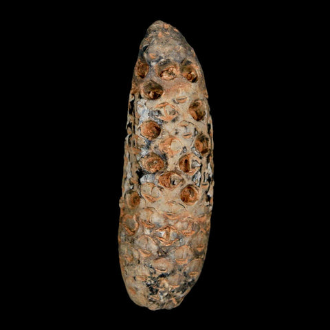 XXL 2.5" Fossil Pine Cone Equicalastrobus Replaced By Agate Eocene Age Seeds Fruit