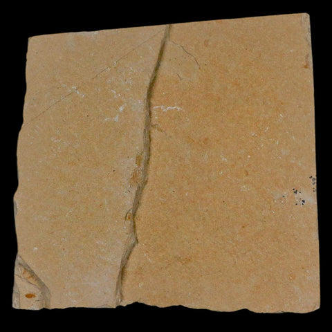 1.7" Fossil Shrimp Carpopenaeus Cretaceous Age 100 Mil Yrs Old Lebanon COA - Fossil Age Minerals