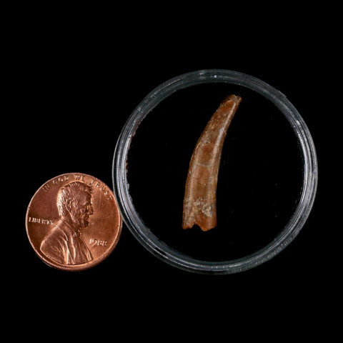 1" Ornithocheirid Pterosaur Fossil Tooth Lower Cretaceous Erihaz FM Niger Africa