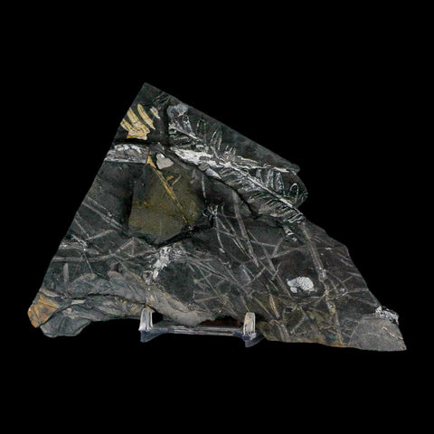 5.3" Alethopteris Fern Plant Leaf Fossil Carboniferous Age Llewellyn FM ST Clair, PA - Fossil Age Minerals