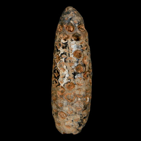 XXL 2.5" Fossil Pine Cone Equicalastrobus Replaced By Agate Eocene Age Seeds Fruit