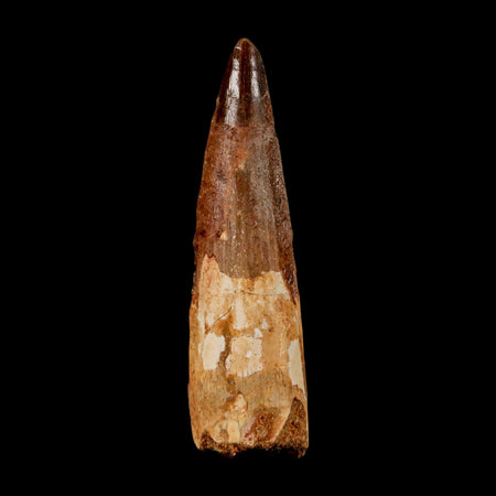 2.9" Spinosaurus Fossil Tooth 100 Million Years Old Cretaceous Dinosaur COA