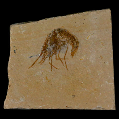 1.4" Fossil Shrimp Carpopenaeus Cretaceous Age 100 Mil Yrs Old Lebanon COA - Fossil Age Minerals