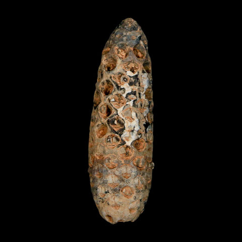 XXL 2.5" Fossil Pine Cone Equicalastrobus Replaced By Agate Eocene Age Seeds Fruit