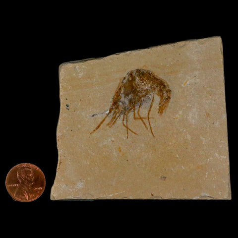 1.4" Fossil Shrimp Carpopenaeus Cretaceous Age 100 Mil Yrs Old Lebanon COA - Fossil Age Minerals