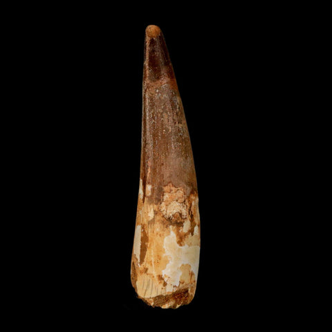 2.9" Spinosaurus Fossil Tooth 100 Million Years Old Cretaceous Dinosaur COA - Fossil Age Minerals