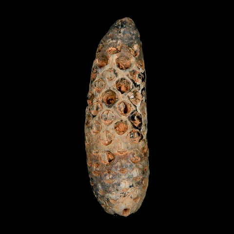 XXL 2.5" Fossil Pine Cone Equicalastrobus Replaced By Agate Eocene Age Seeds Fruit