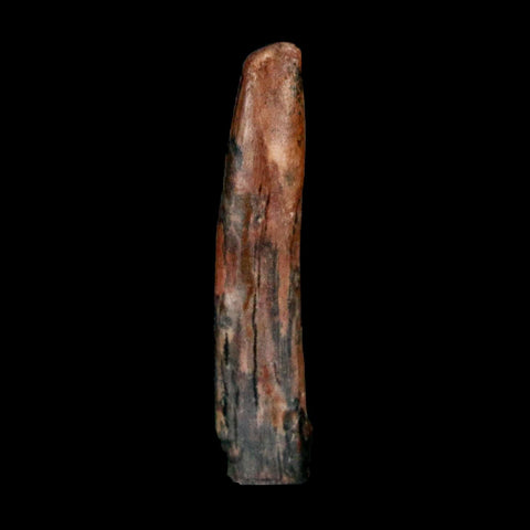 1" Ornithocheirid Pterosaur Fossil Tooth Lower Cretaceous Erihaz FM Niger Africa