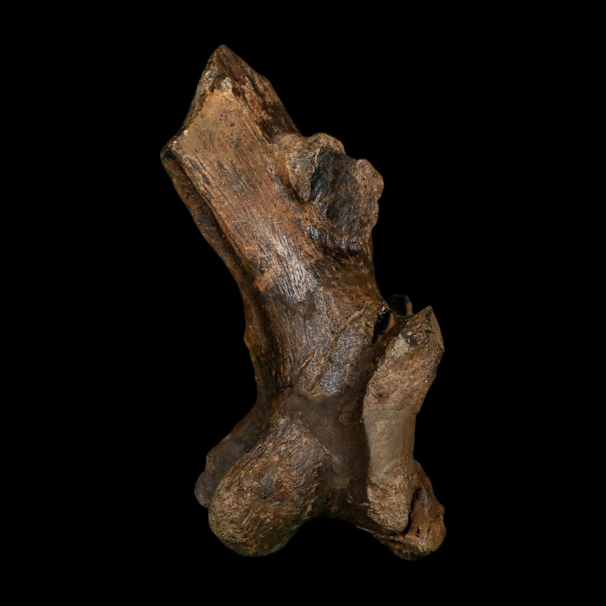 4.9" Brachylophosaurus Fossil Vertebrae Process Cretaceous Dinosaur Montana COA