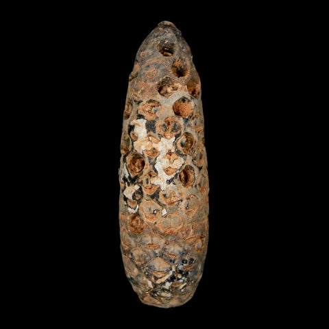 XXL 2.5" Fossil Pine Cone Equicalastrobus Replaced By Agate Eocene Age Seeds Fruit