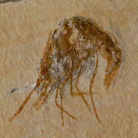 1.4" Fossil Shrimp Carpopenaeus Cretaceous Age 100 Mil Yrs Old Lebanon COA - Fossil Age Minerals