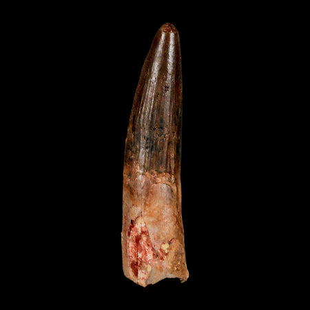 2.9" Spinosaurus Fossil Tooth 100 Million Years Old Cretaceous Dinosaur COA