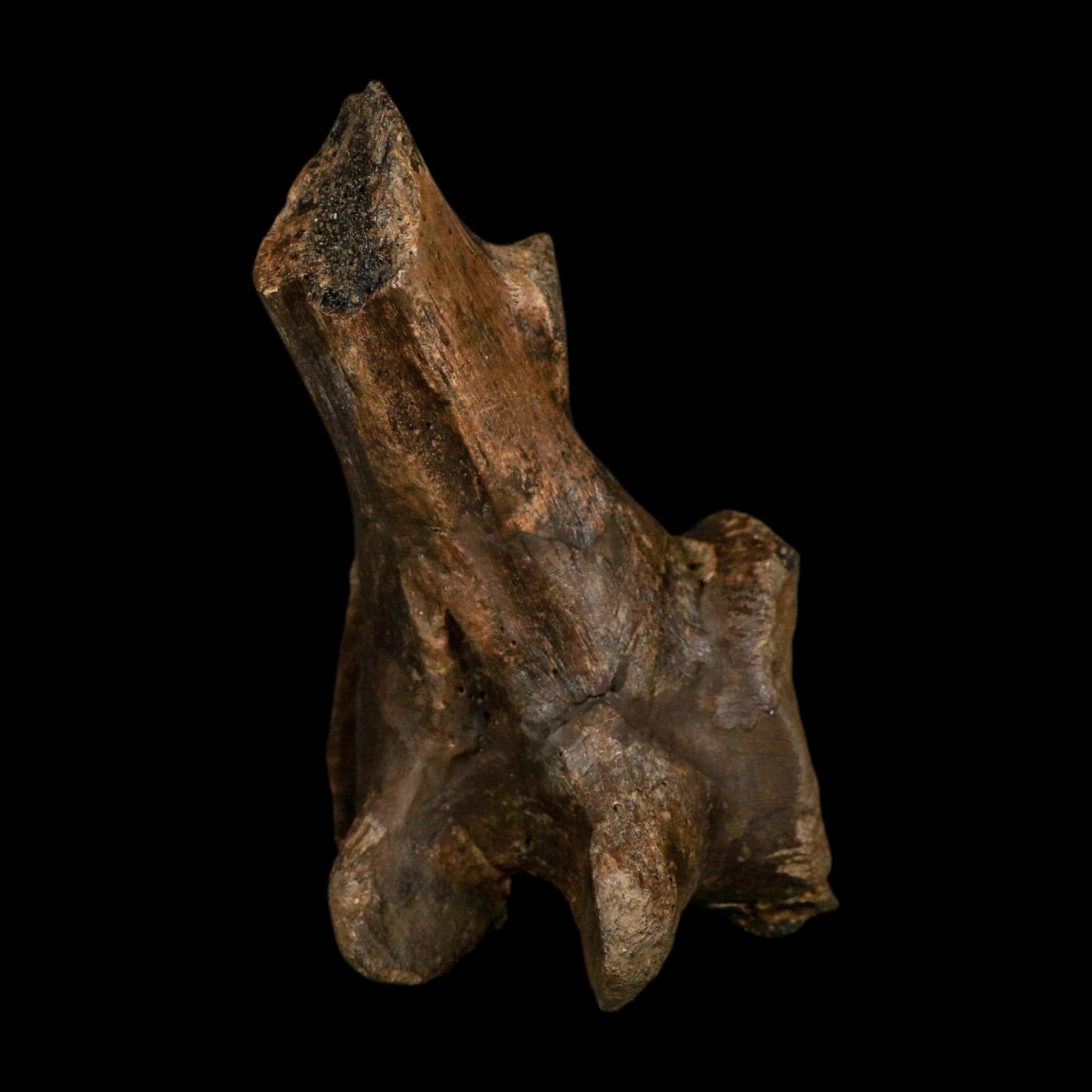 4.9" Brachylophosaurus Fossil Vertebrae Process Cretaceous Dinosaur Montana COA
