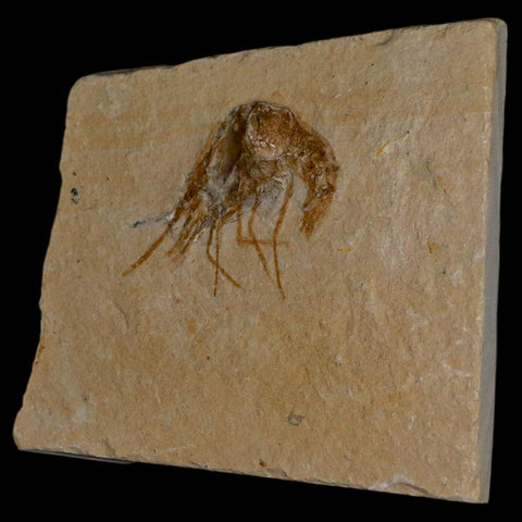 1.4" Fossil Shrimp Carpopenaeus Cretaceous Age 100 Mil Yrs Old Lebanon COA - Fossil Age Minerals