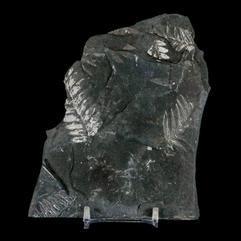 4.7" Alethopteris Fern Plant Leaf Fossil Carboniferous Age Llewellyn FM ST Clair, PA - Fossil Age Minerals