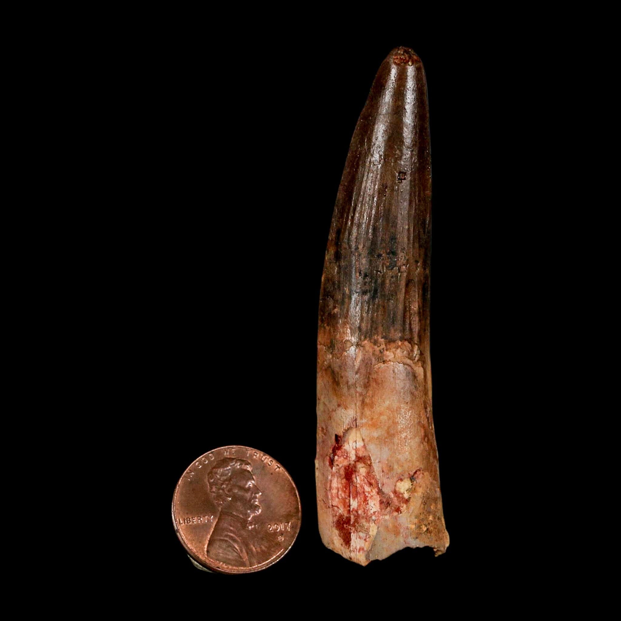2.9" Spinosaurus Fossil Tooth 100 Million Years Old Cretaceous Dinosaur COA