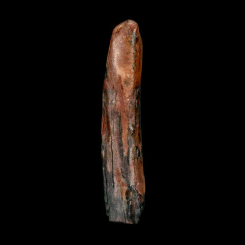 1" Ornithocheirid Pterosaur Fossil Tooth Lower Cretaceous Erihaz FM Niger Africa