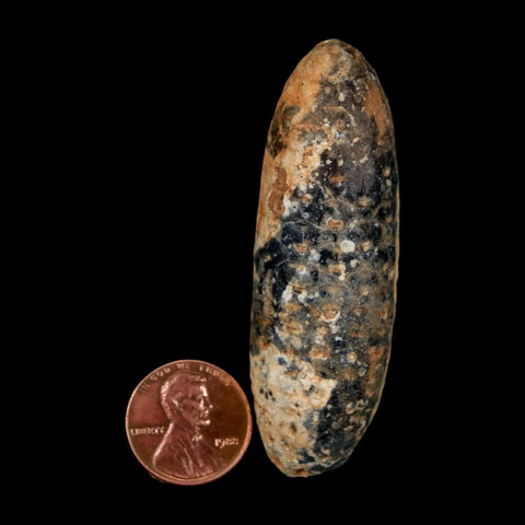 XXL 2.6" Fossil Pine Cone Equicalastrobus Replaced By Agate Eocene Age Seeds Fruit