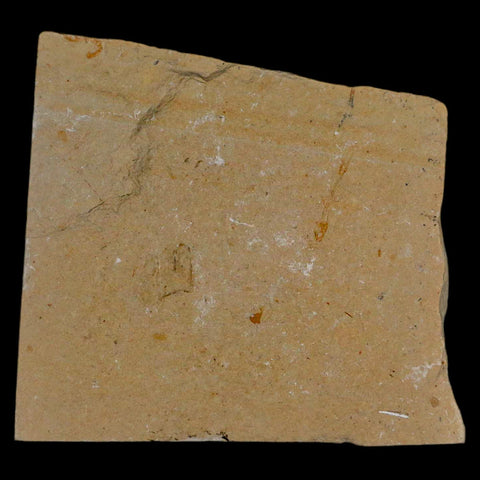 1.4" Fossil Shrimp Carpopenaeus Cretaceous Age 100 Mil Yrs Old Lebanon COA - Fossil Age Minerals