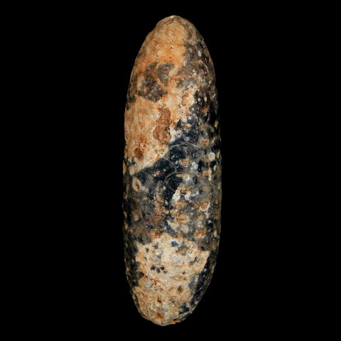 XXL 2.6" Fossil Pine Cone Equicalastrobus Replaced By Agate Eocene Age Seeds Fruit