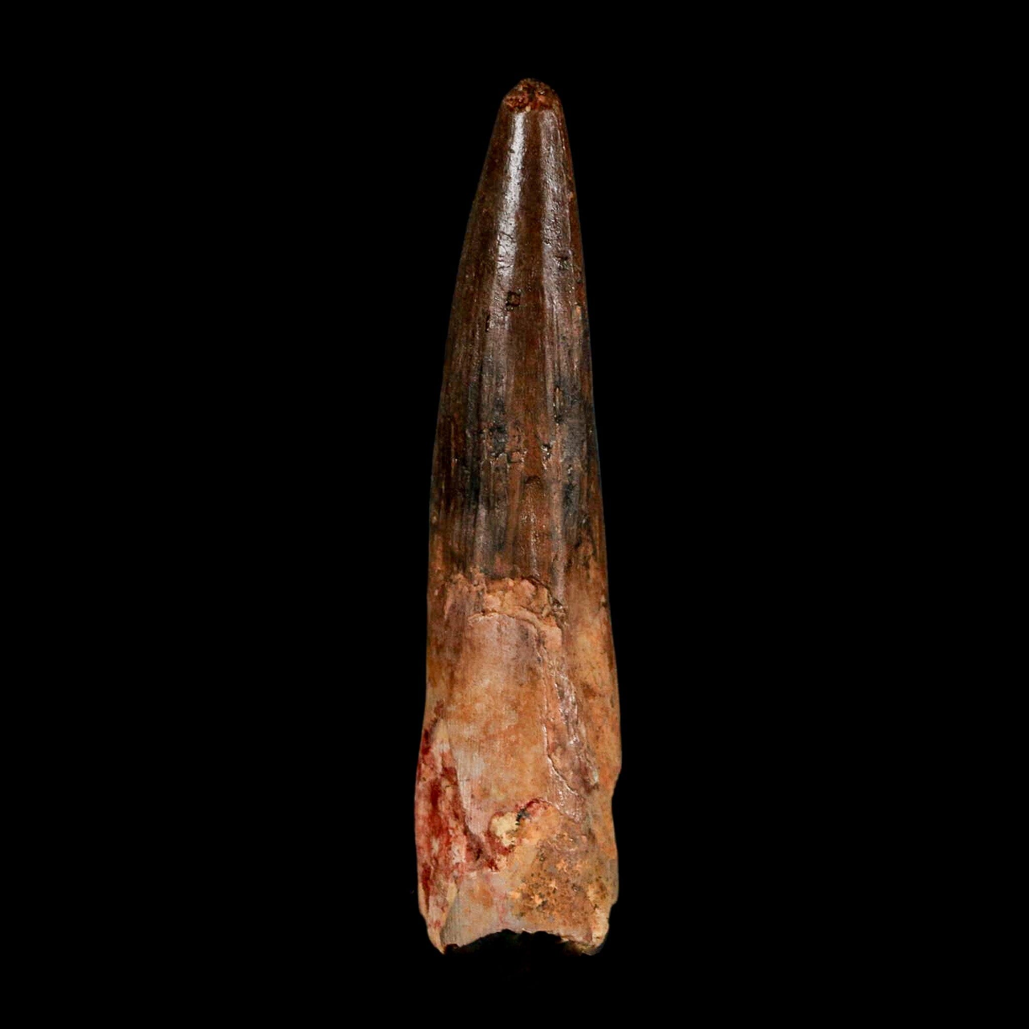2.9" Spinosaurus Fossil Tooth 100 Million Years Old Cretaceous Dinosaur COA