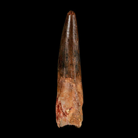 2.9" Spinosaurus Fossil Tooth 100 Million Years Old Cretaceous Dinosaur COA - Fossil Age Minerals