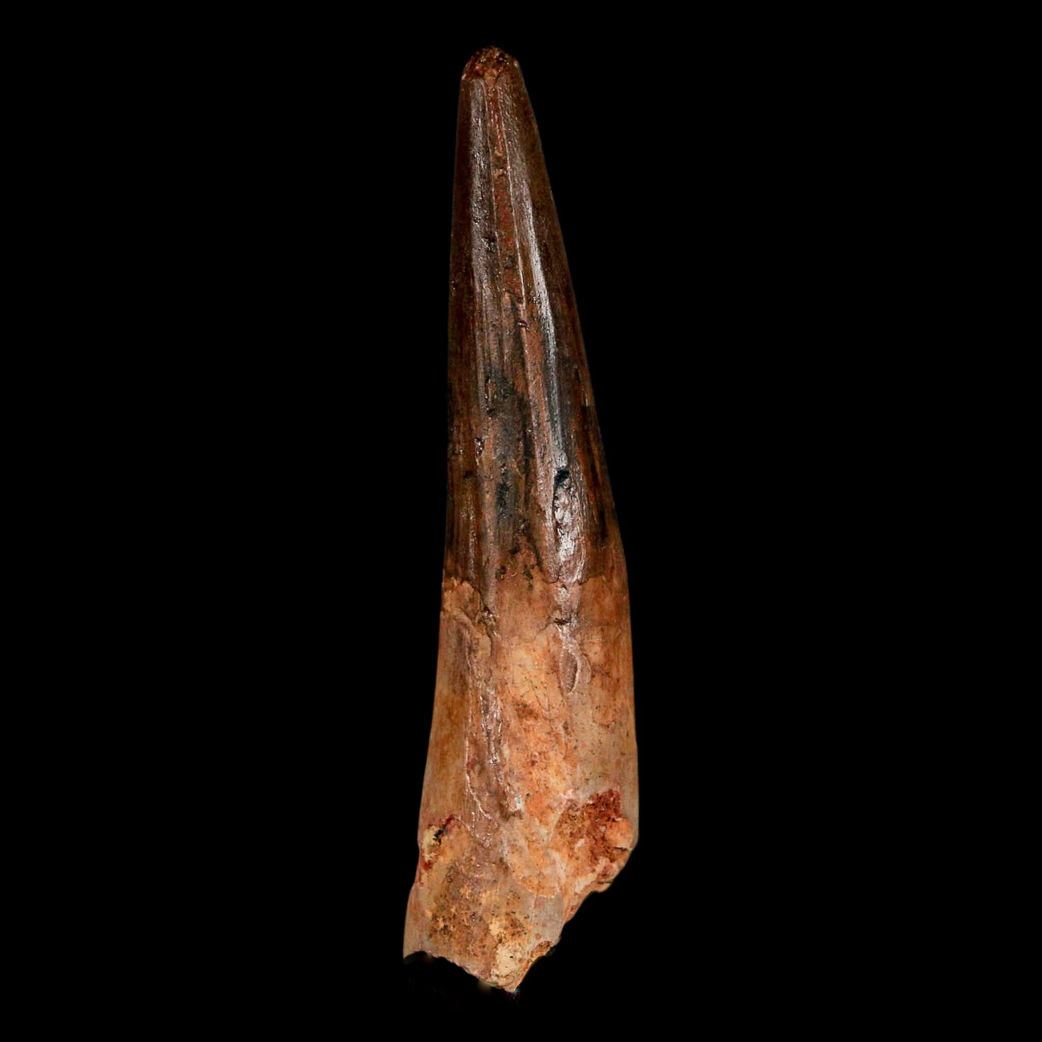 2.9" Spinosaurus Fossil Tooth 100 Million Years Old Cretaceous Dinosaur COA