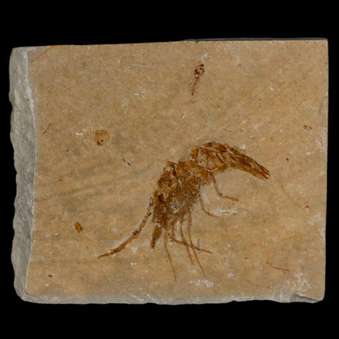 1.6" Fossil Shrimp Carpopenaeus Cretaceous Age 100 Mil Yrs Old Lebanon COA - Fossil Age Minerals