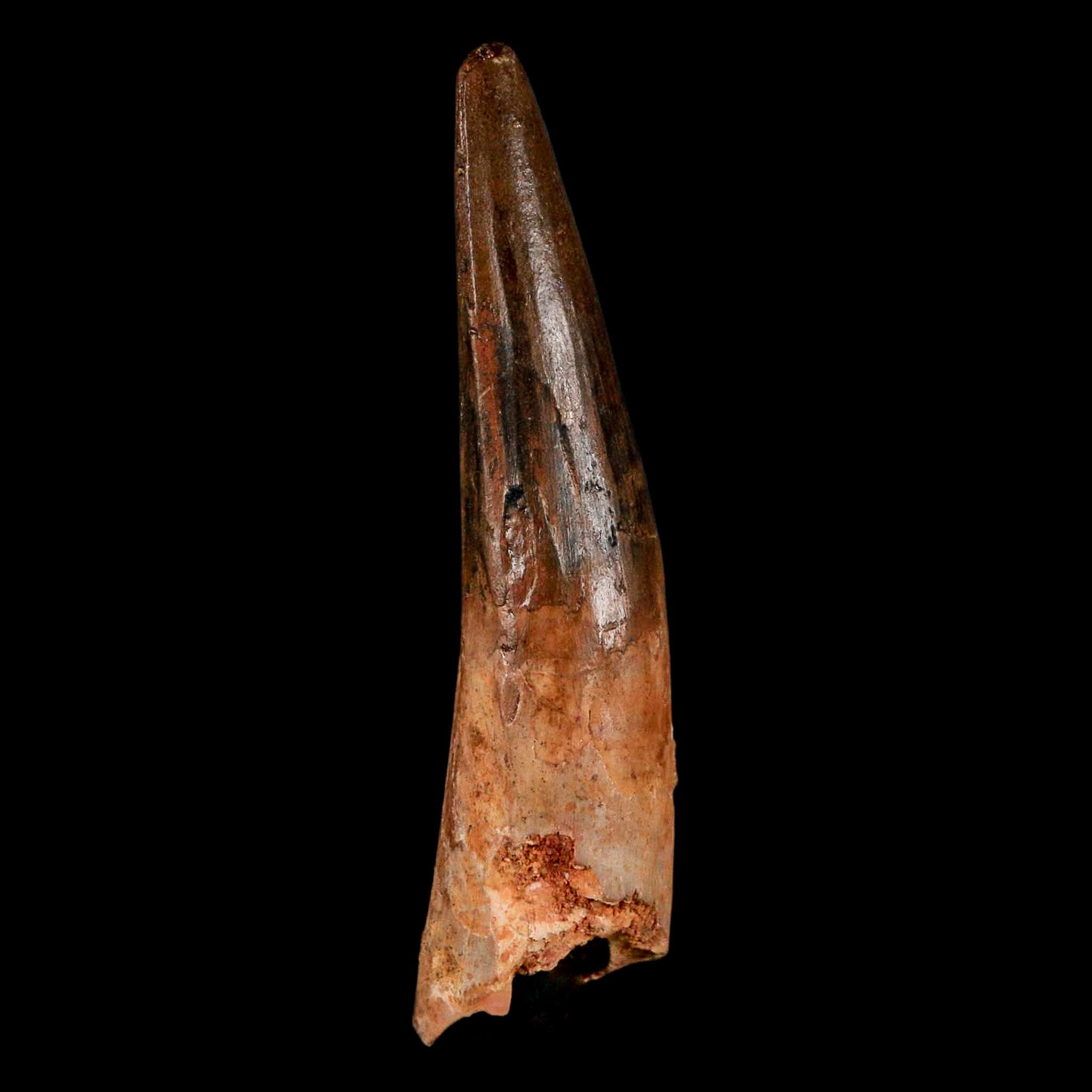 2.9" Spinosaurus Fossil Tooth 100 Million Years Old Cretaceous Dinosaur COA