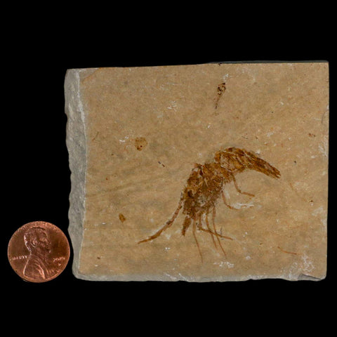 1.6" Fossil Shrimp Carpopenaeus Cretaceous Age 100 Mil Yrs Old Lebanon COA - Fossil Age Minerals