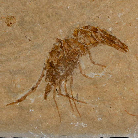 1.6" Fossil Shrimp Carpopenaeus Cretaceous Age 100 Mil Yrs Old Lebanon COA - Fossil Age Minerals