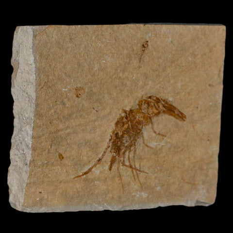 1.6" Fossil Shrimp Carpopenaeus Cretaceous Age 100 Mil Yrs Old Lebanon COA - Fossil Age Minerals