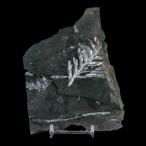 4.9" Alethopteris Fern Plant Leaf Fossil Carboniferous Age Llewellyn FM ST Clair, PA - Fossil Age Minerals