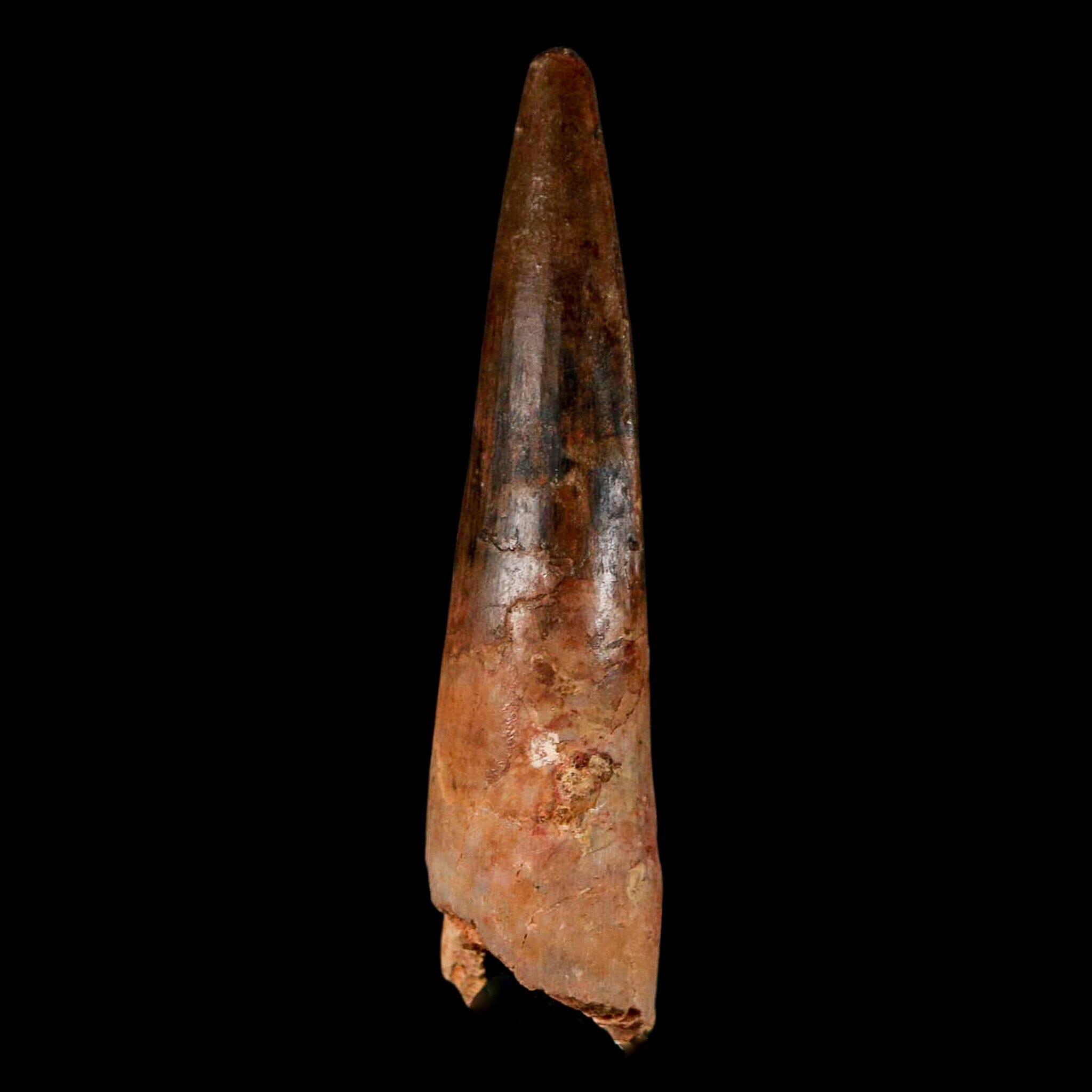 2.9" Spinosaurus Fossil Tooth 100 Million Years Old Cretaceous Dinosaur COA