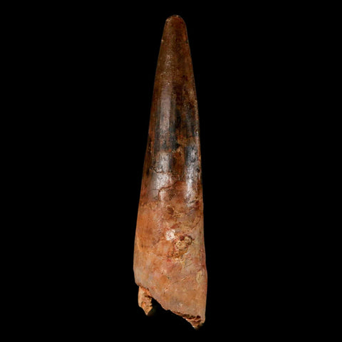 2.9" Spinosaurus Fossil Tooth 100 Million Years Old Cretaceous Dinosaur COA - Fossil Age Minerals