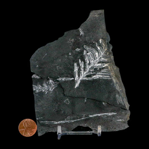 4.9" Alethopteris Fern Plant Leaf Fossil Carboniferous Age Llewellyn FM ST Clair, PA - Fossil Age Minerals